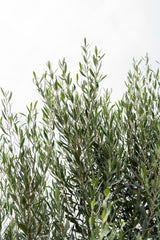 Olive Olea europaea Kalamata - Brisbane Plant Nursery