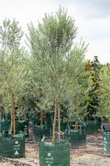 Olive Olea europaea Kalamata - Brisbane Plant Nursery