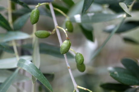 Olive Olea europaea Picual - Brisbane Plant Nursery