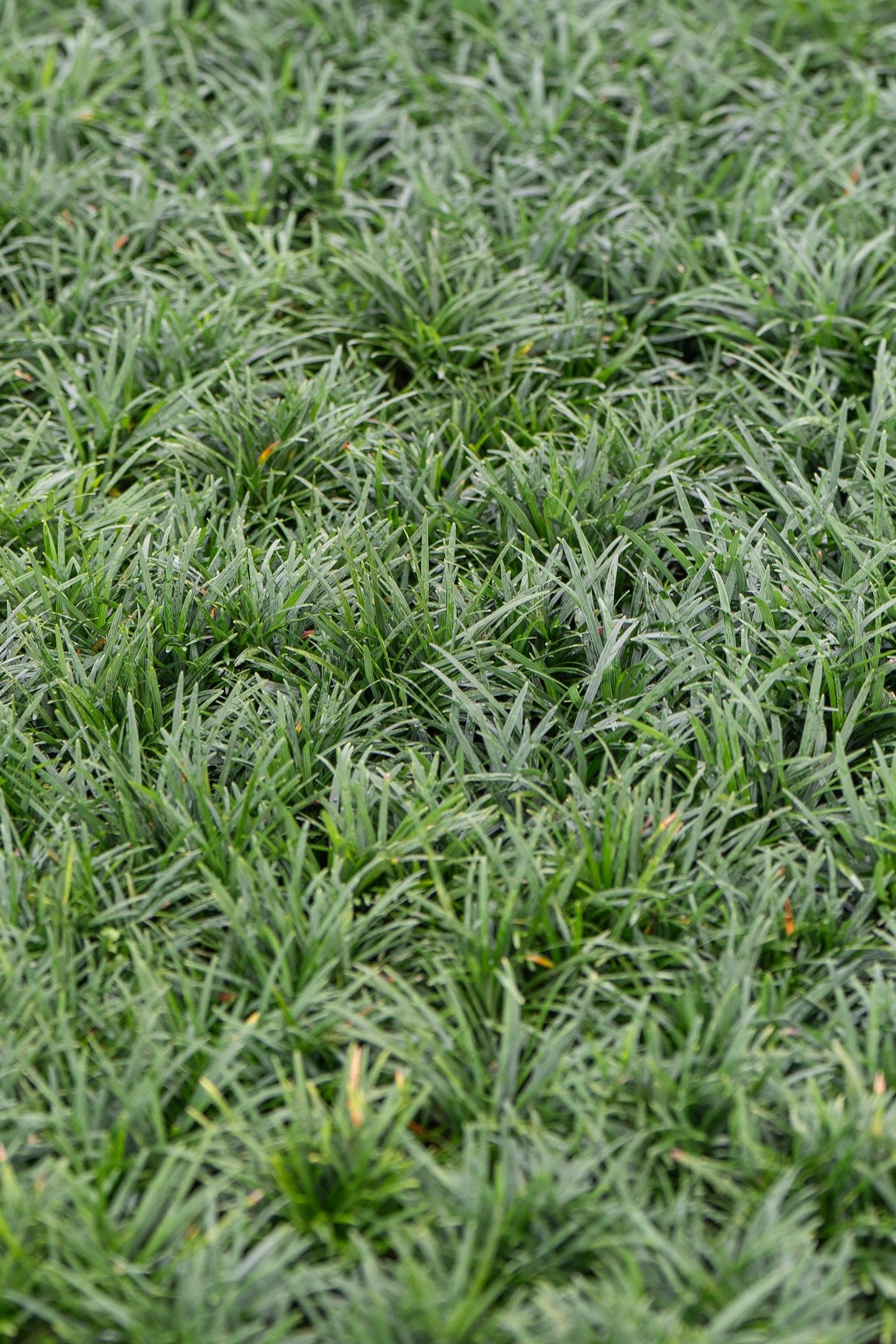 Ophiopogon japonicus Nana - Dwarf Mondo Grass - Brisbane Plant Nursery