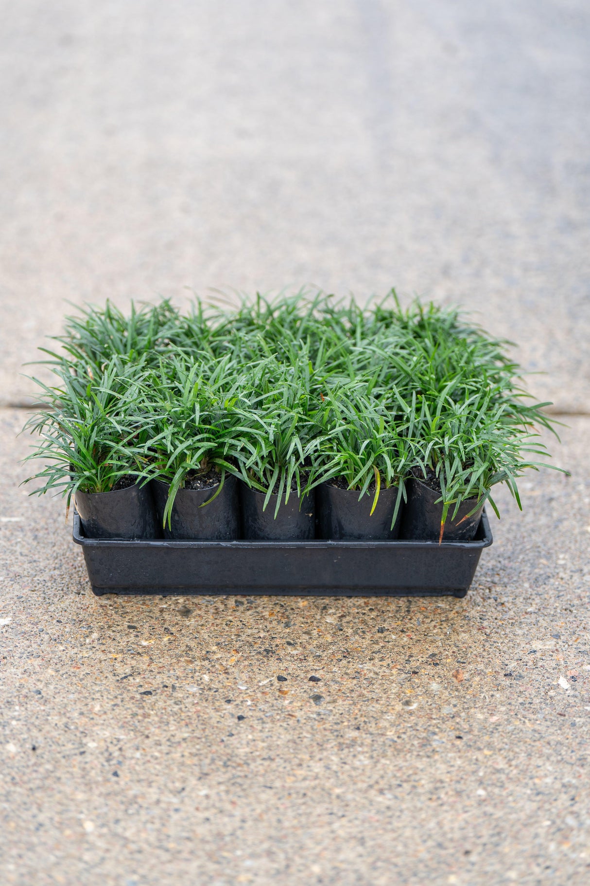 Ophiopogon japonicus Nana - Dwarf Mondo Grass - Brisbane Plant Nursery