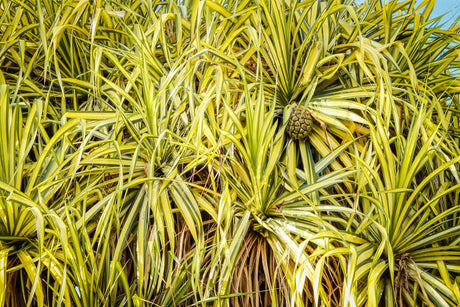 Pandanus baptistii - Brisbane Plant Nursery