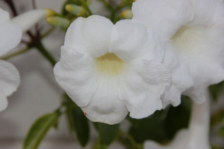 Pandorea jasminoides Alba - Brisbane Plant Nursery