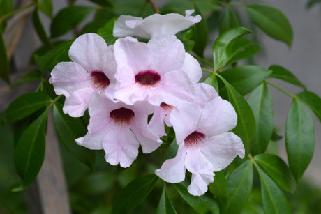 Pandorea jasminoides Pink Magic - Brisbane Plant Nursery