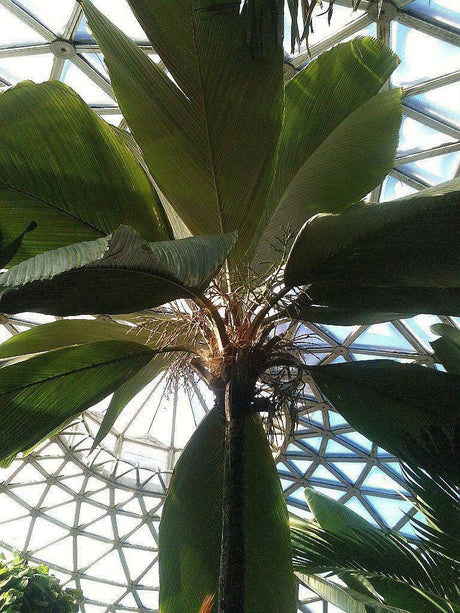 Pelagodoxa henryana - Brisbane Plant Nursery