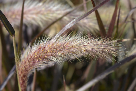 Pennisetum advena Rubrum 'Purple Fountain Grass' - Brisbane Plant Nursery