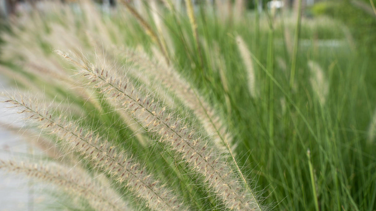 Pennisetum alopecuroides 'Fountain Grass' - Brisbane Plant Nursery