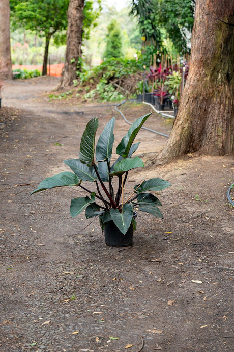 Philodendron Rojo Congo - Brisbane Plant Nursery