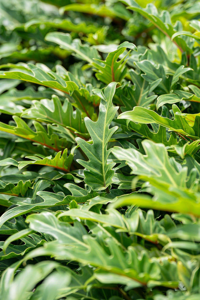 Philodendron Xanadu - Brisbane Plant Nursery