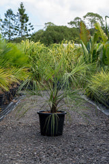 Phoenix canariensis 'Canary island date palm' - Brisbane Plant Nursery