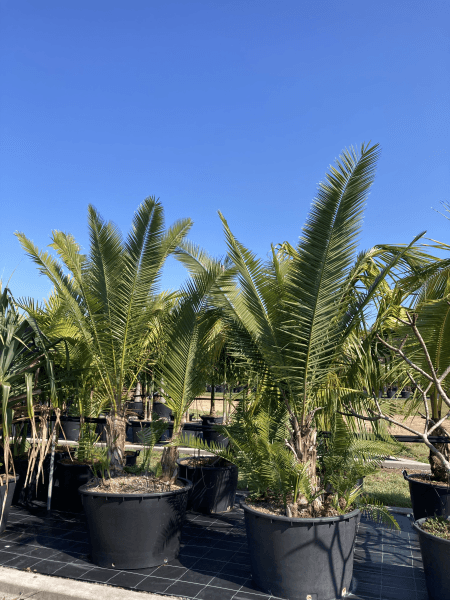 Phoenix reclinata 'Senegal Date Palm' - Brisbane Plant Nursery