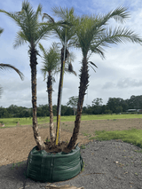 Phoenix reclinata 'Senegal Date Palm' - Brisbane Plant Nursery