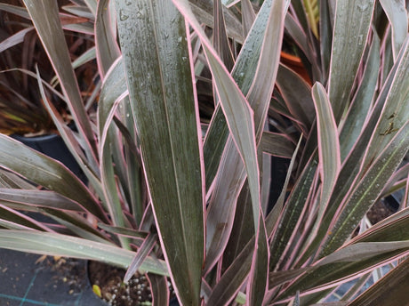 Phormium Bronze Warrior - Brisbane Plant Nursery