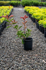 Photinia fraseri Red Robin - Brisbane Plant Nursery