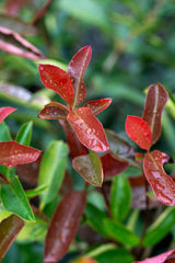Photinia fraseri Red Robin - Brisbane Plant Nursery