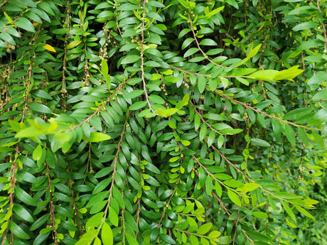 Phyllanthus minutiflora - Brisbane Plant Nursery
