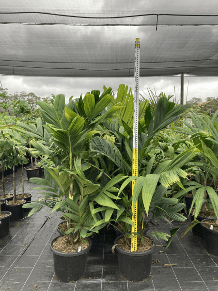 Pinanga kuhlii 'Ivory Cane Palm' - Brisbane Plant Nursery