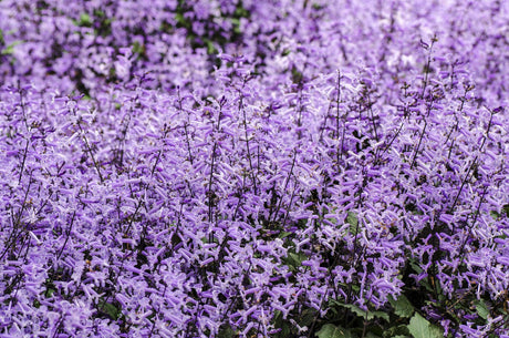 Plectranthus Mona Lavender - Brisbane Plant Nursery