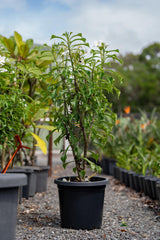 Plumeria pudica (Evergreen Frangipani) - Brisbane Plant Nursery