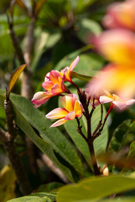 Plumeria rubra 'Pink Frangipani' - Brisbane Plant Nursery
