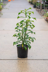 Plumeria pudica (Evergreen Frangipani) - Brisbane Plant Nursery