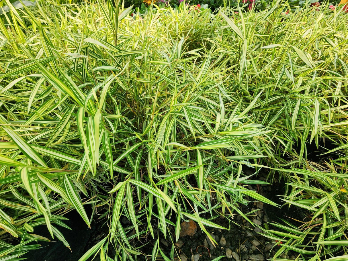 Pogonatherum paniceum - Brisbane Plant Nursery