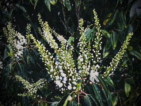 Prunus lusitanica - Brisbane Plant Nursery