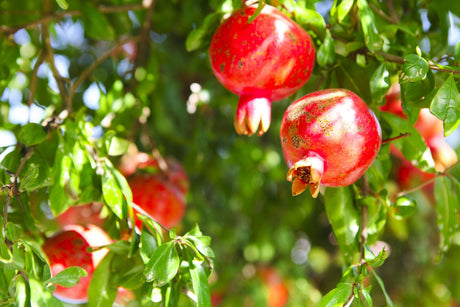 Punica granatum 'Pomegranate' - Brisbane Plant Nursery