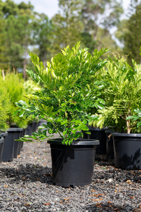 Radermachera Summerscent - Brisbane Plant Nursery