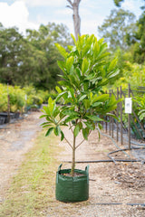 Randia fitzalanii (Native Gardenia) - Brisbane Plant Nursery