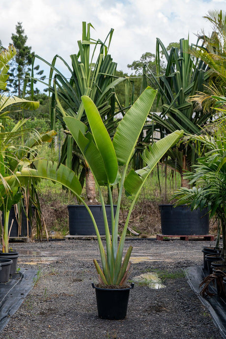 Ravenala madagascariensis - Brisbane Plant Nursery