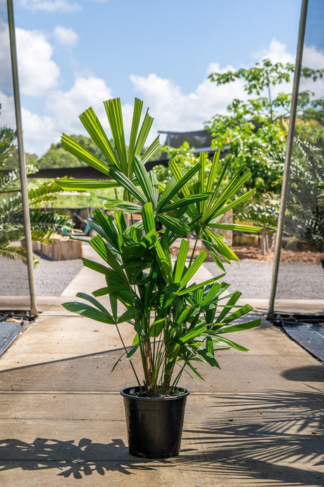 Rhapis Excelsa 'Lady palm' - Brisbane Plant Nursery