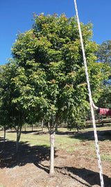 RHODOSPHAERA rhodanthema (Deep Yellow Wood) - Ex Ground - Brisbane Plant Nursery