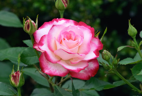 Rosa Assorted 'Rose' - Brisbane Plant Nursery