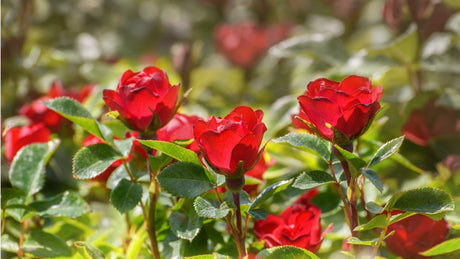Rosa Zepeti 'Rose' - Brisbane Plant Nursery