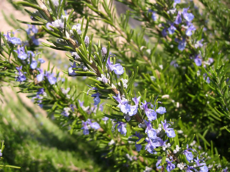 Rosmarinus Officinalis Tuscan Blue 'Rosemary' - Brisbane Plant Nursery
