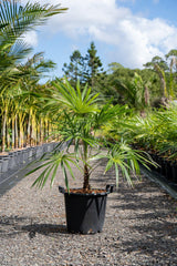 Schippia concolor - Brisbane Plant Nursery