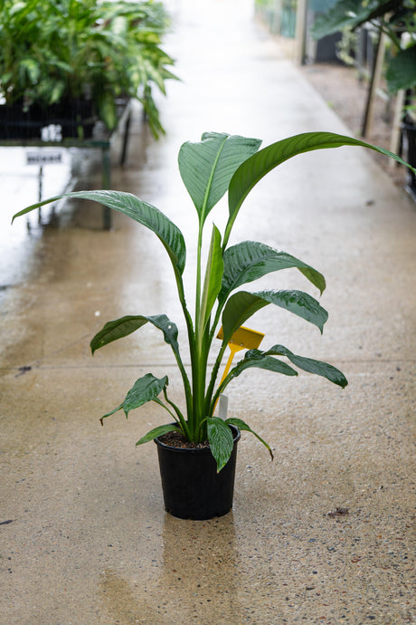 Spathiphyllum 'Peace Lily' - Brisbane Plant Nursery