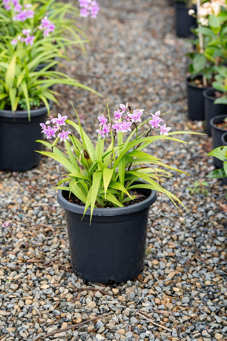 Spathoglottis plicata pink 'orchid' - Brisbane Plant Nursery