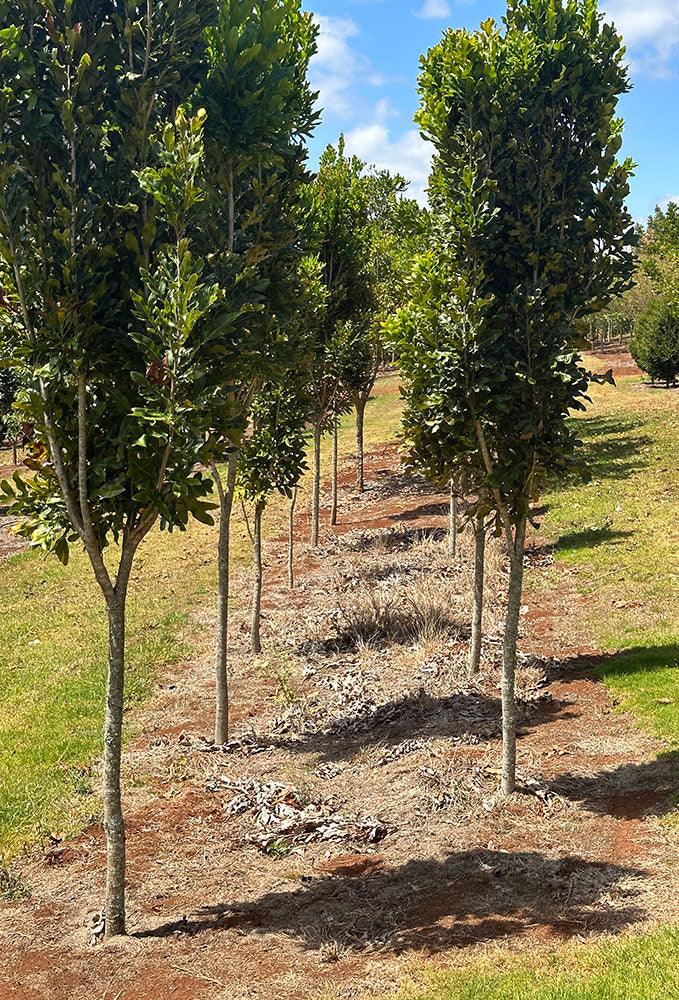 STENOCARPUS sinuatus (Firewheel Tree) - Ex Ground - Brisbane Plant Nursery