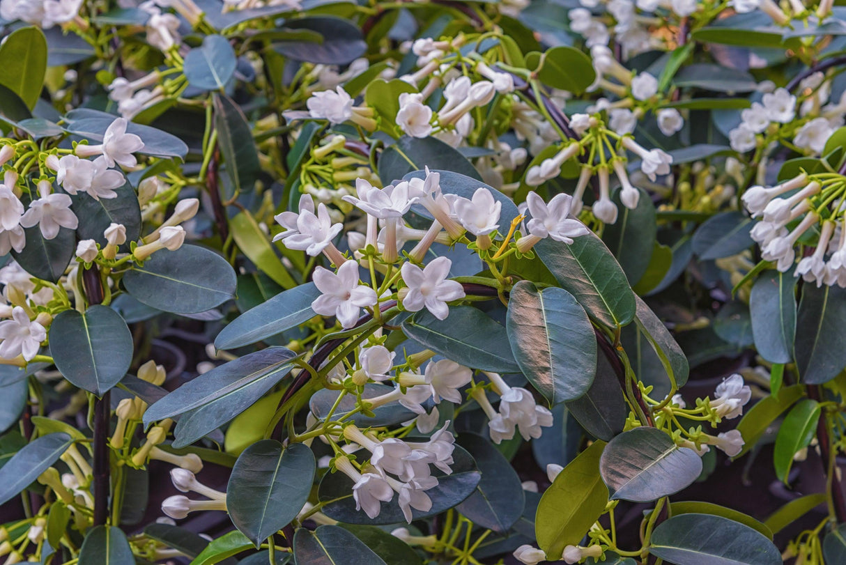Stephanotis floribunda 'Madagascar jasmine' - Brisbane Plant Nursery