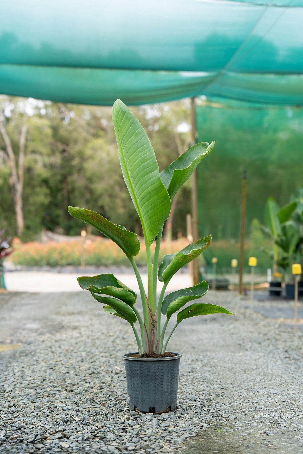 Strelitzia Nicolai - Giant Bird Of Paradise - Brisbane Plant Nursery
