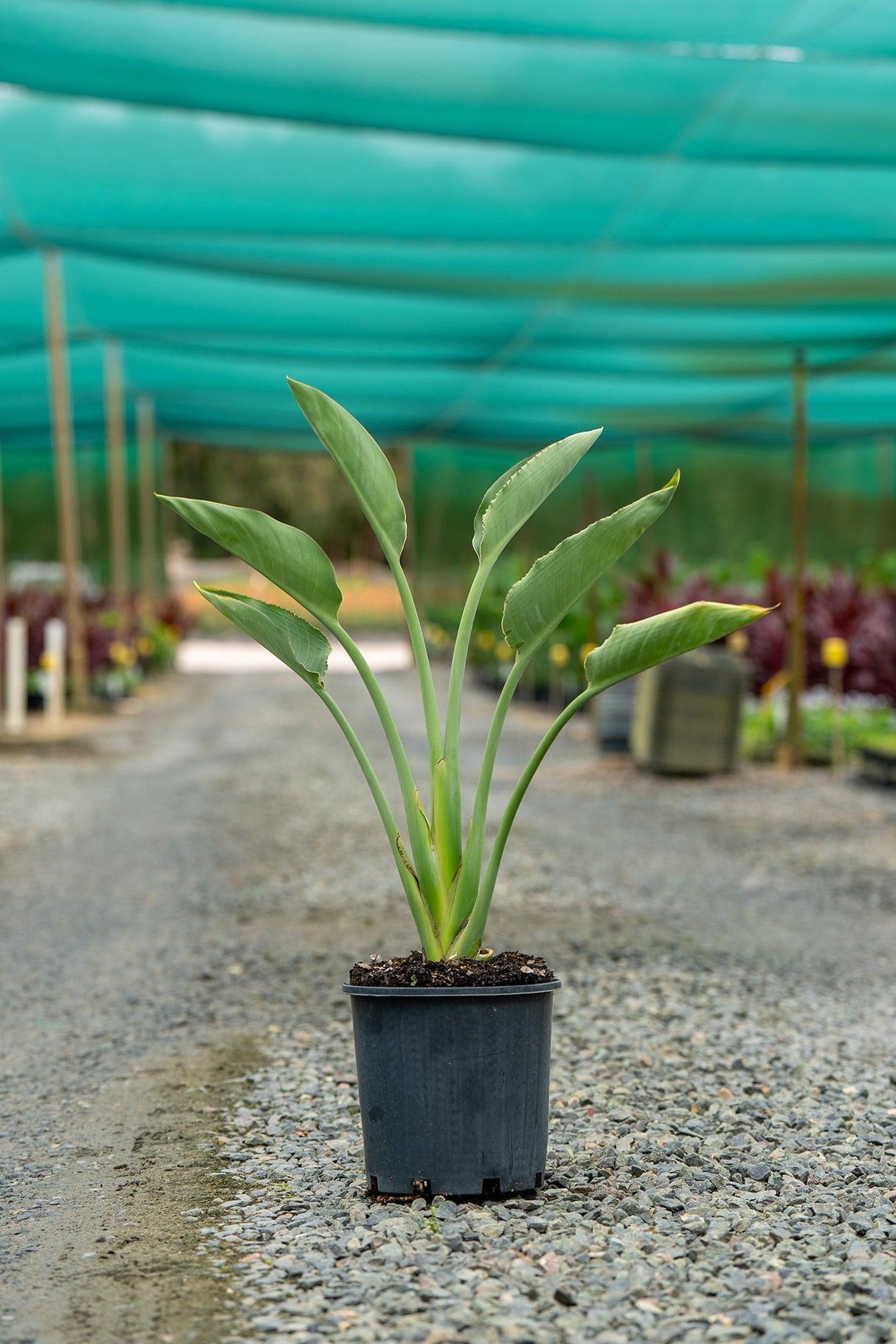 Strelitzia reginae 'Bird of Paradise' - Brisbane Plant Nursery