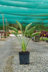Strelitzia reginae 'Bird of Paradise' - Brisbane Plant Nursery