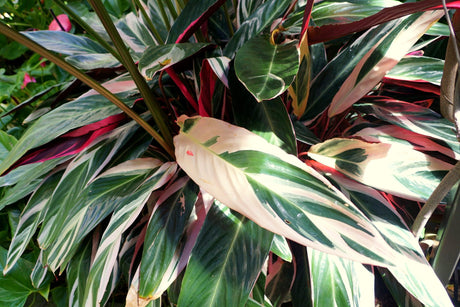 Stromanthe sanguinea Triostar - Brisbane Plant Nursery