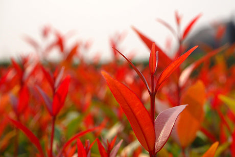 Syzygium australe 'Big Red' - Brisbane Plant Nursery