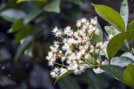 Syzygium australe 'Elite' - Brisbane Plant Nursery