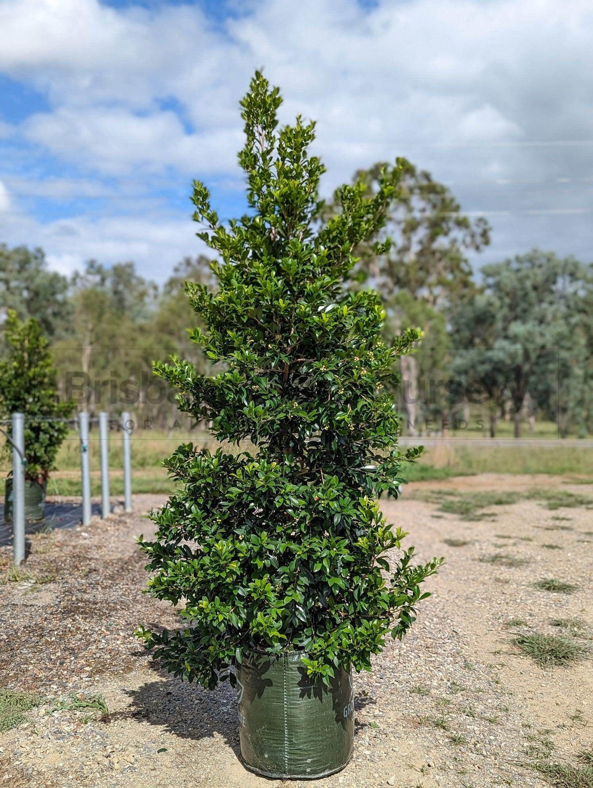 Syzygium australe 'Resilience' - Brisbane Plant Nursery