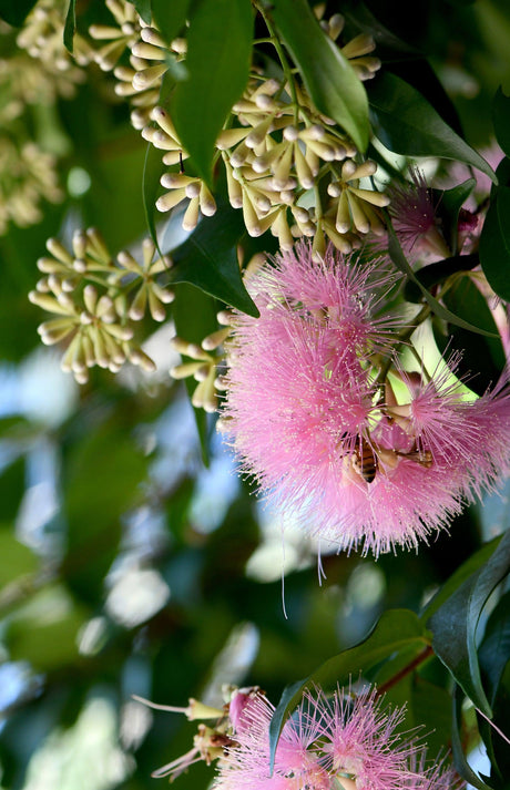 Syzygium Cascade - Brisbane Plant Nursery