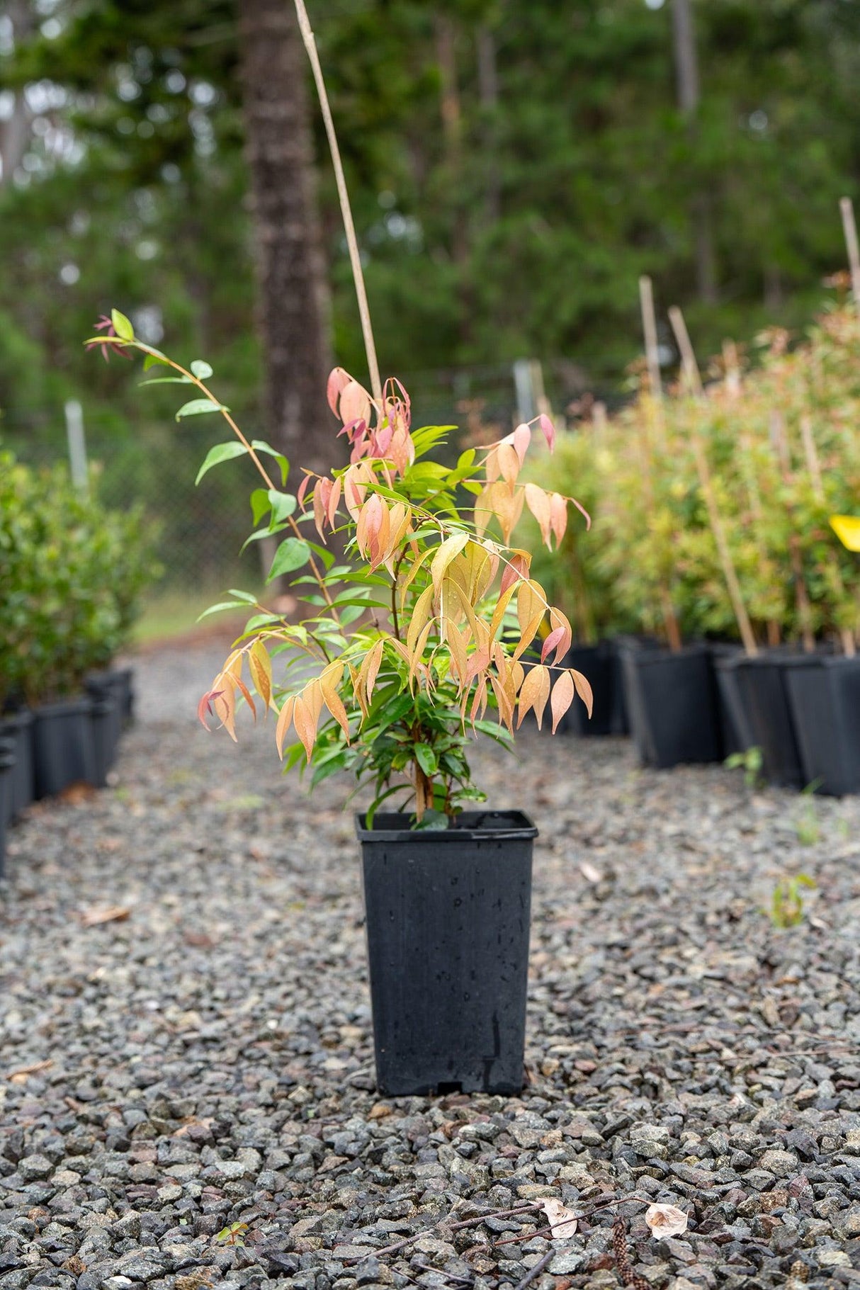 Syzygium Cascade - Brisbane Plant Nursery